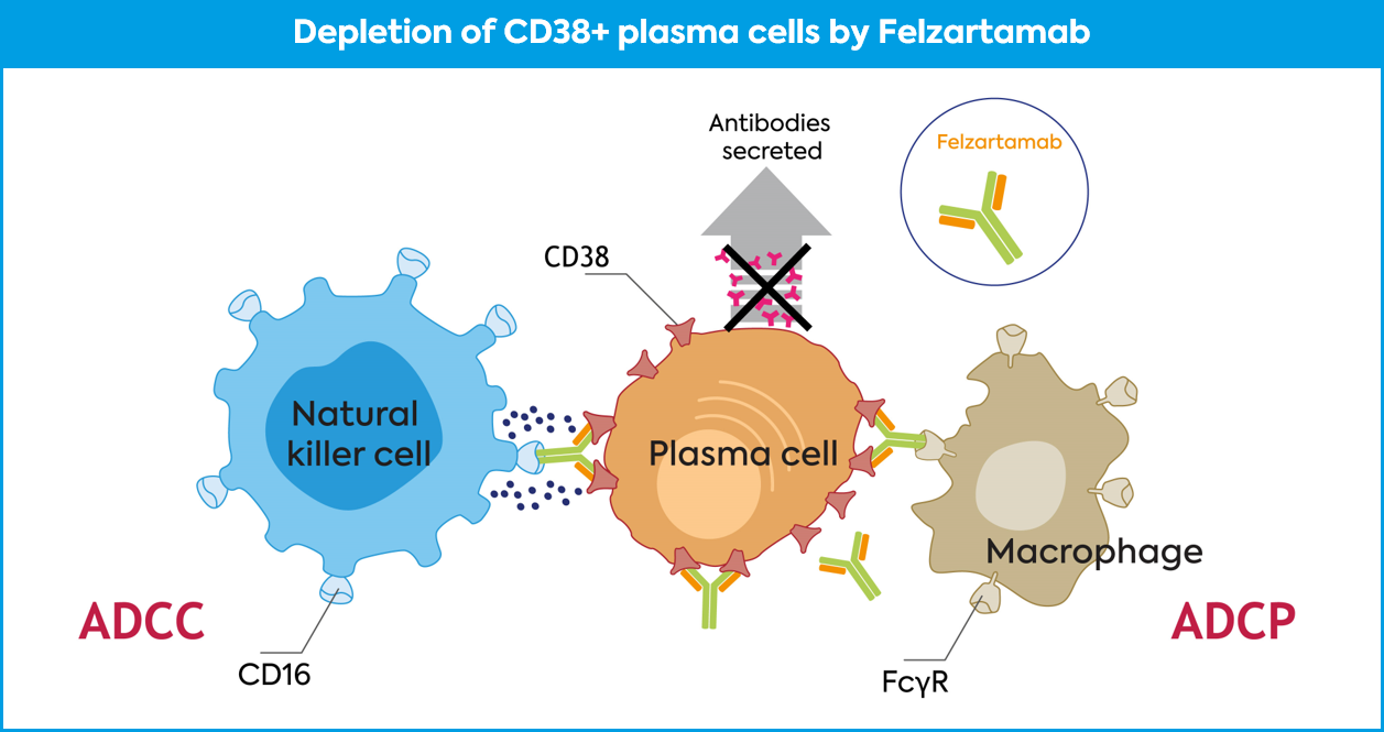 PROPOSED MODE OF ACTION OF FELZARTAMAB FOR DEPLETING ANTIBODY PRODUCING PLASMA CELLS.