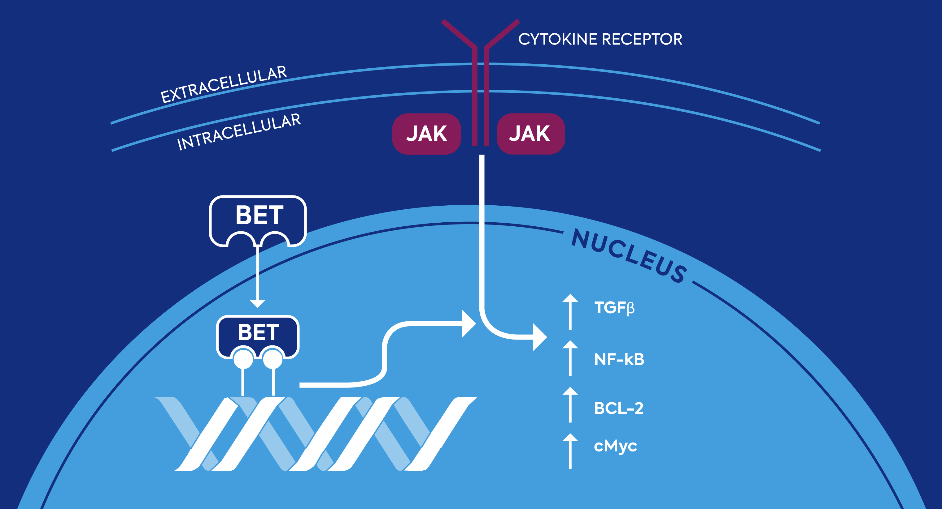 Illustrated diagram of intracellular pathways showing the pathophysiology of myelofibrosis fueled by both JAK- and BET-mediated pathways.