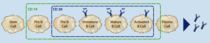 CD-19 expression on B-cells